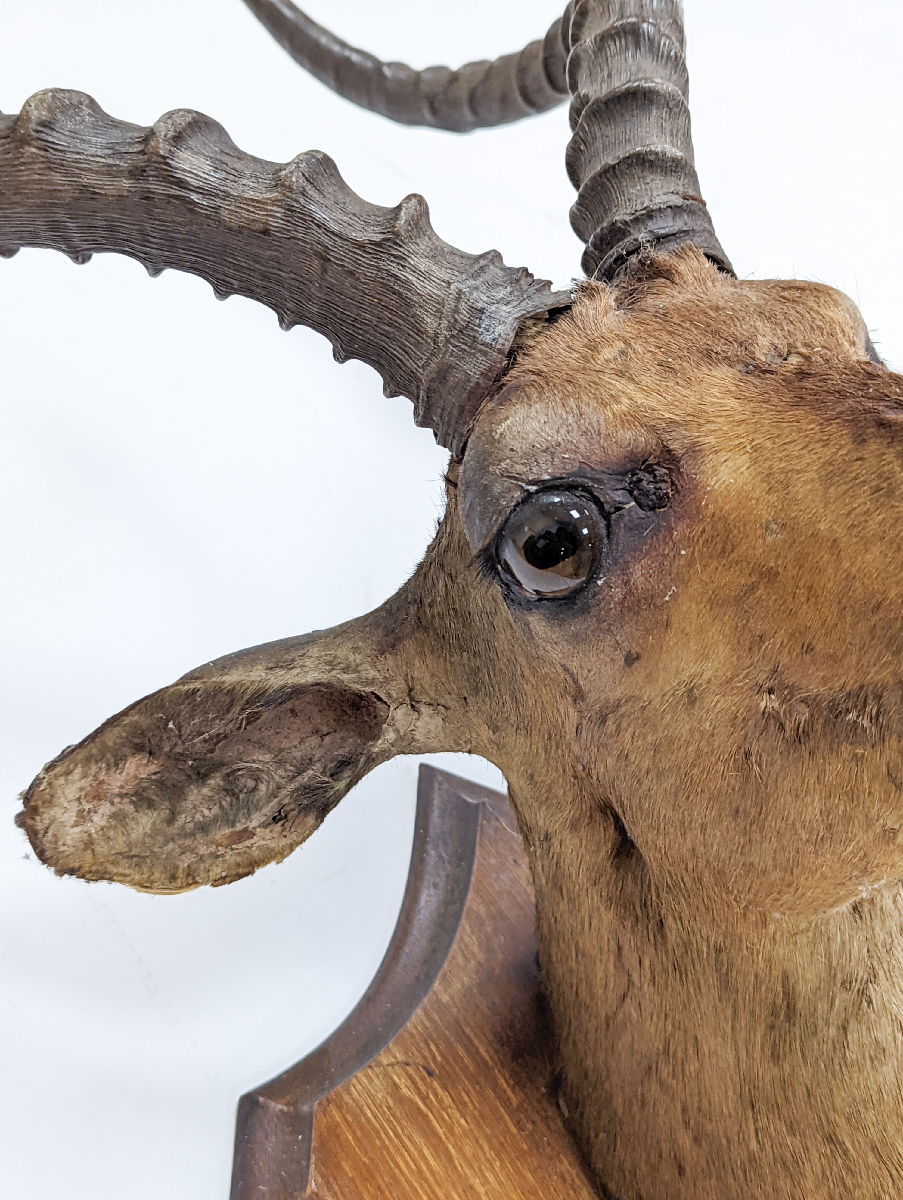 A taxidermy Common Impala (Aepyceros Melampus) c1872, on an oak shield 'Pallah Zululand, 1872' labelled verso Rowland Ward & Company, 87cm high.